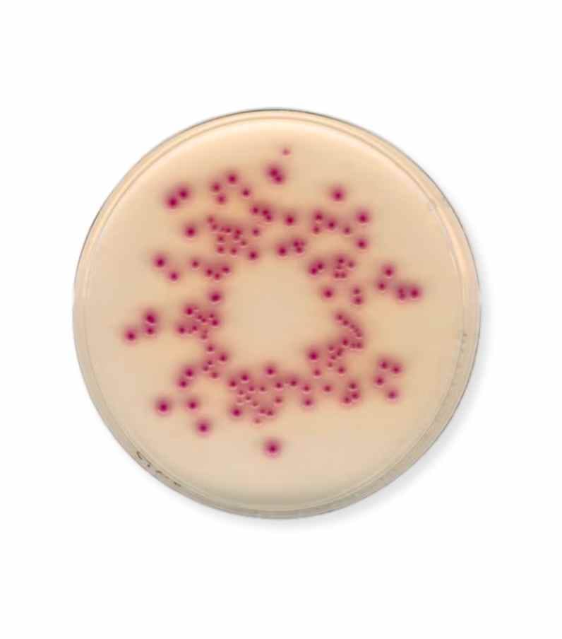 Agar Coliformes Chromocult
