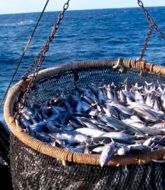 Como exportar atun desde Ecuador