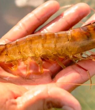 Cómo monitorear y controlar los niveles de clorofila y oxígeno en las piscinas de camarón-01