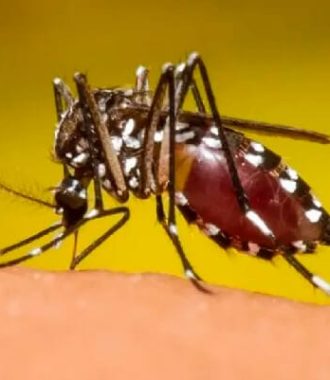 Dengue en Ecuador- Alerta Epidemiológica y Medidas Preventivas Urgentes-09