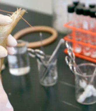 Importancia del Control Sanitario en los Cultivos de Camarón