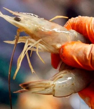 importancia del control microbiológico de Vibrios en la producción y exportación de camarón-31