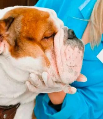Tecnología de Microfluidos y sus aplicaciones en Salud Animal Veterinaria