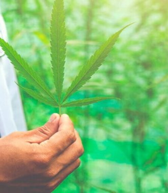 cannabis en Ecuador-23