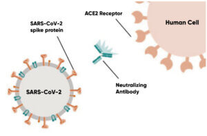 Anticuerpos Neutralizantes y su relacion con la Inmunizacion Post-Vacunacion contra el Covid-19-02